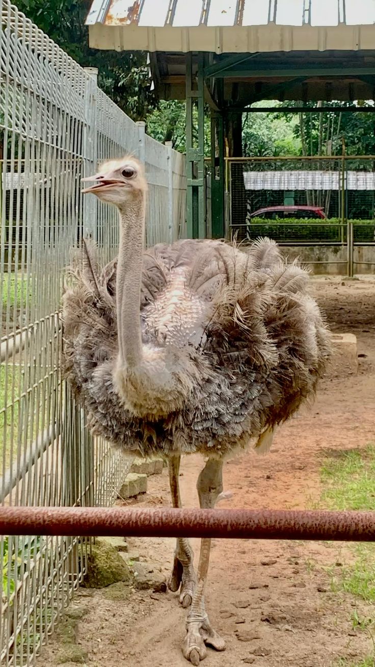 Langkawi Wildlife Park